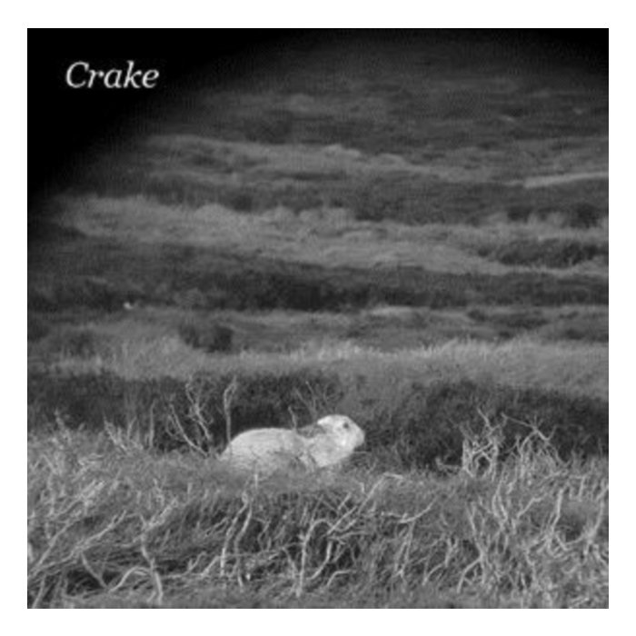 CRAKE - ENOUGH SALT (FOR ALL DOGS) B/W GEF (DL CARD)