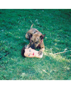 JOYCE MANOR - CODY (DL CARD)