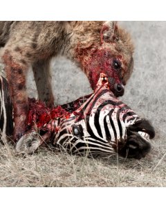 GOD IS WAR - PREDATION PERFECTED