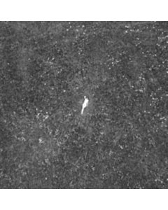 Last Garden (Clear Vinyl/180G/Dl Card) (I) - Birds Of Passage