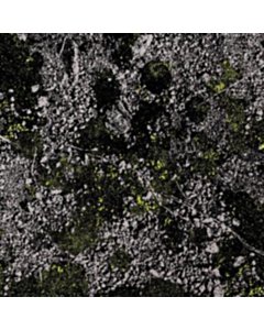 Infest The Rats Nest (Live At Red Rocks 2022) (Glow In The Dark Green Vinyl) - King Gizzard & The Lizard Wizard