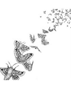 Everything Dies (Colored Vinyl/Dl Card) - Des Ark