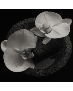 PATTON,MIKE; JEAN-CLAUDE VANNIER - CORPSE FLOWER