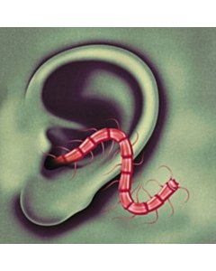 An Odd Entrances - Oh Sees