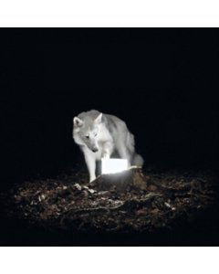 VANISHING LIFE - SURVEILLANCE