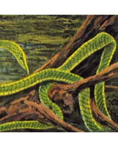 RAINFOREST SPIRITUAL ENSLAVEMENT - GREEN GRAVES (GALAXY GREEN VINYL/3LP)