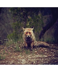 Love Songs - Winterpills