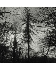 CURSE ALL KINGS - FERAL EARTH