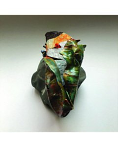 Dermatology - Rrose & Polygonia