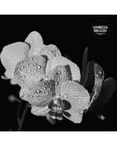 ASSORTED ORCHIDS - ASSORTED ORCHIDS (GATEFOLD/WHITE VINYL)