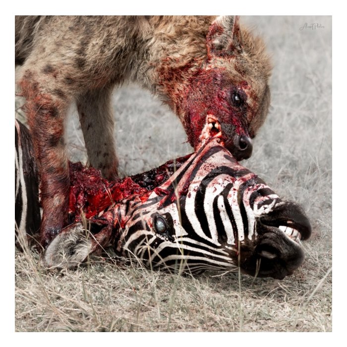 GOD IS WAR - PREDATION PERFECTED