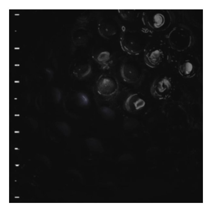 Ice Melt (Crystal Clear Vinyl) - Crumb