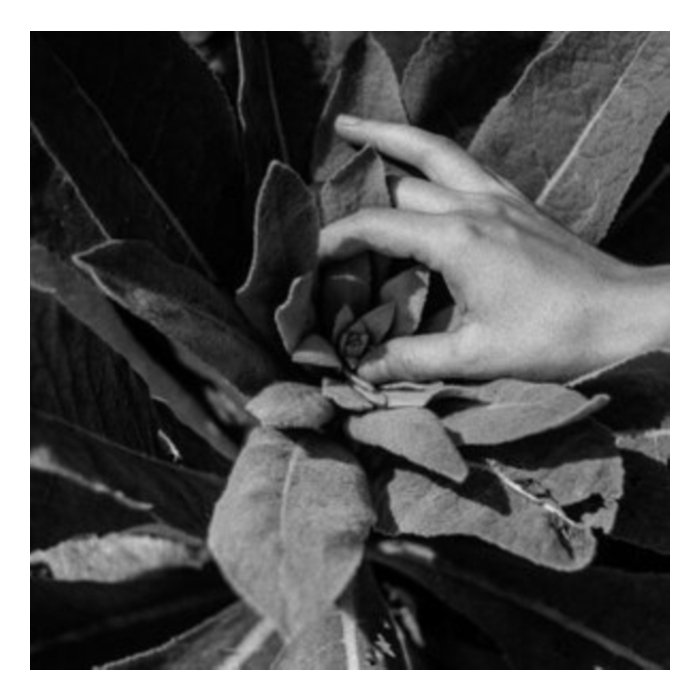 Heide (Silver Vinyl/180G) (I) - Nanook Of The North