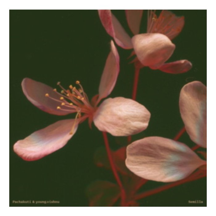 Semilla - Pachakuti & Young.Vishnu