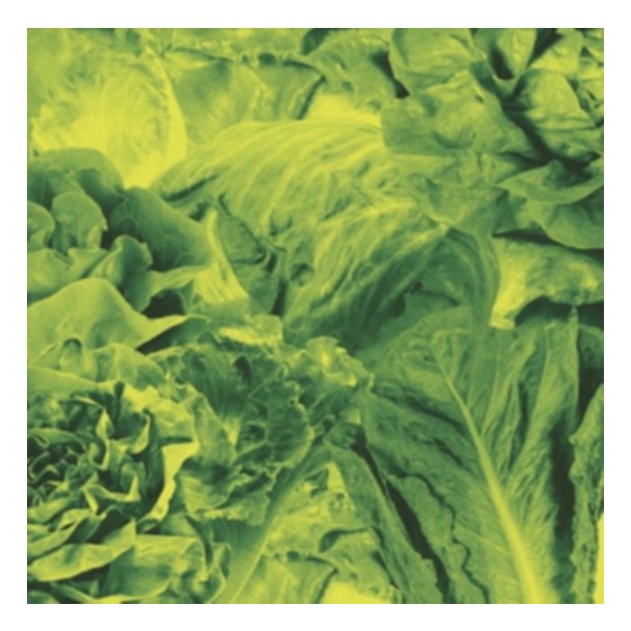 Monorail 3000 B/W Star Children  - Lettuce