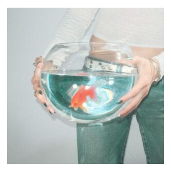 Frog Song - Fish Narc