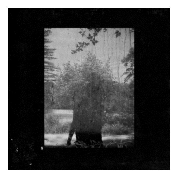 GROUPER - RUINS