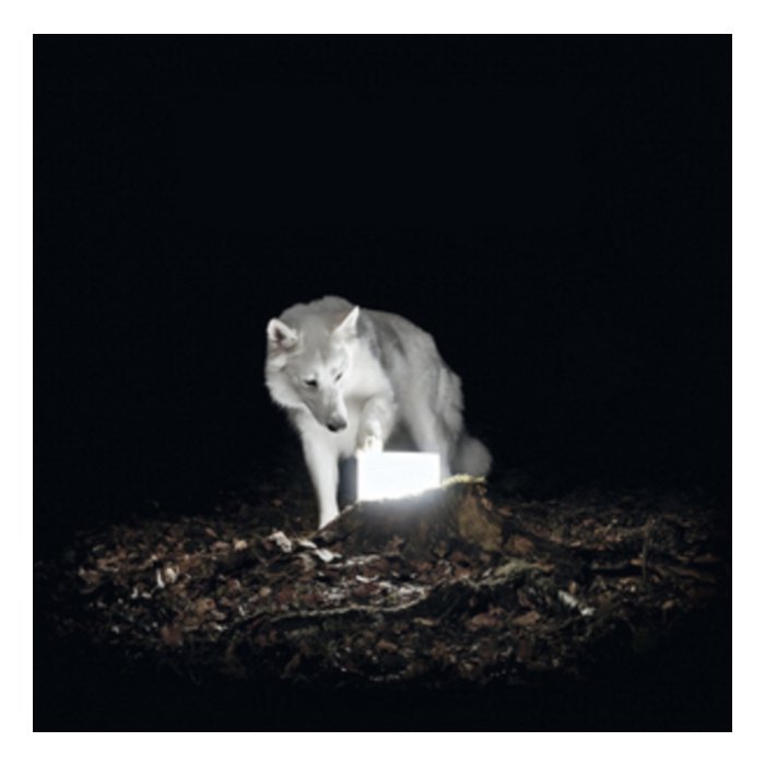 VANISHING LIFE - SURVEILLANCE