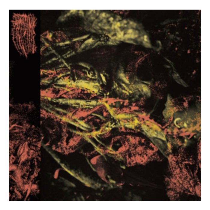 HISSING - PERMANENT DESTITUTION