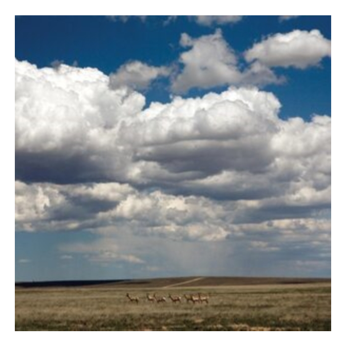 FRUIT BATS - TRIPPER (DELUXE REISSUE/WHITE VINYL/SEA GLASS BLUE 7INCH)