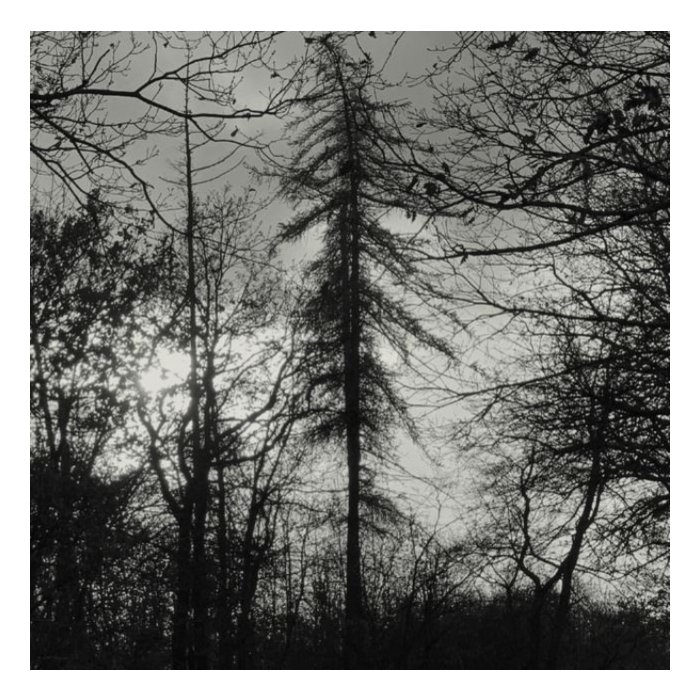 CURSE ALL KINGS - FERAL EARTH