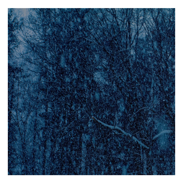 JESU - NEVER